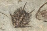 Five Lonchodomas Trilobites With Foulonia - Fezouata Formation #215148-2